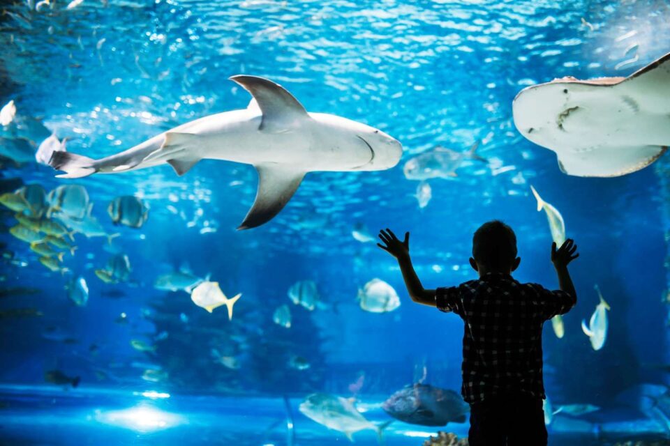 zoos et aquariums près de Marseille